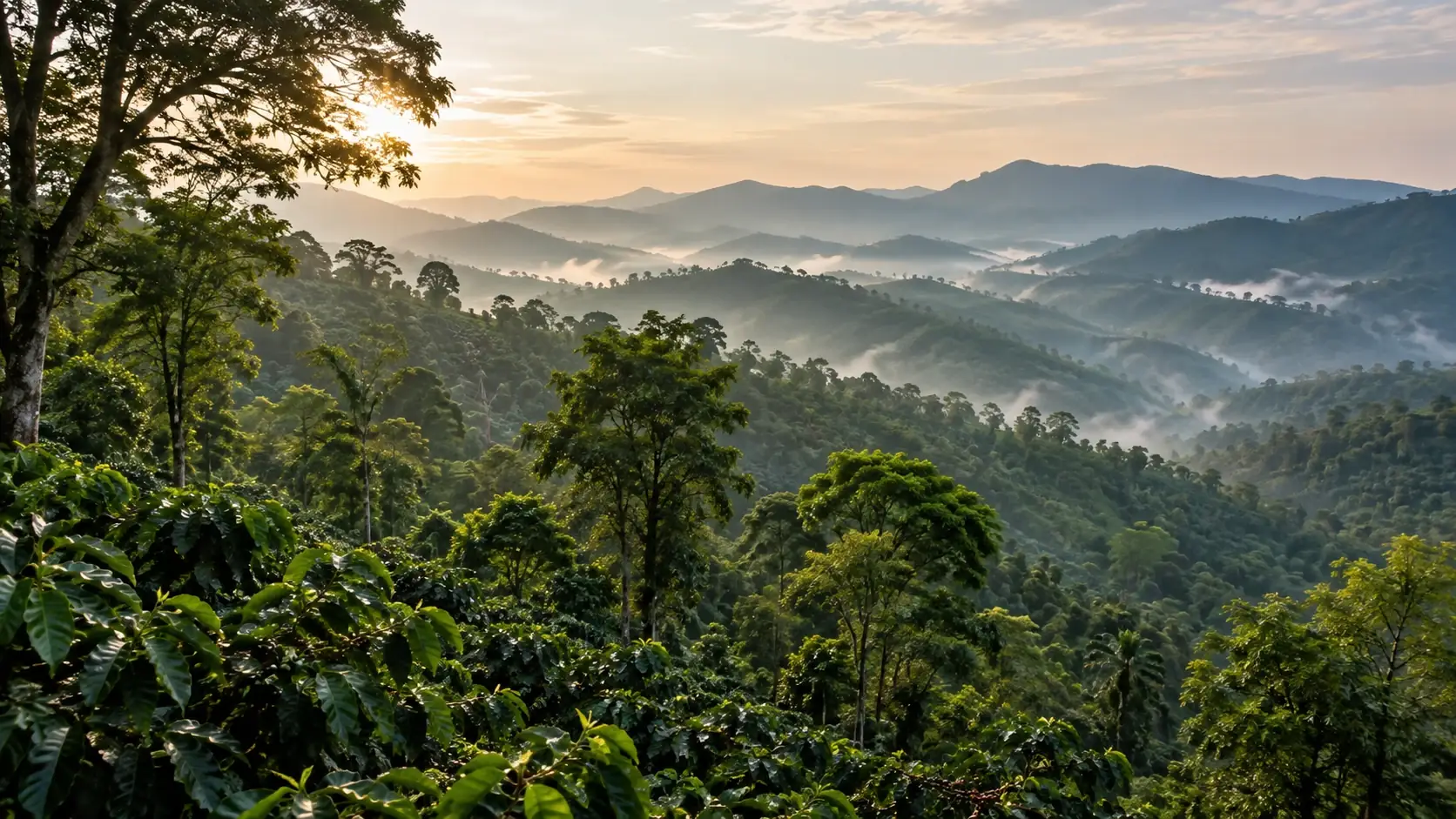 Coffee-growing hill country in India